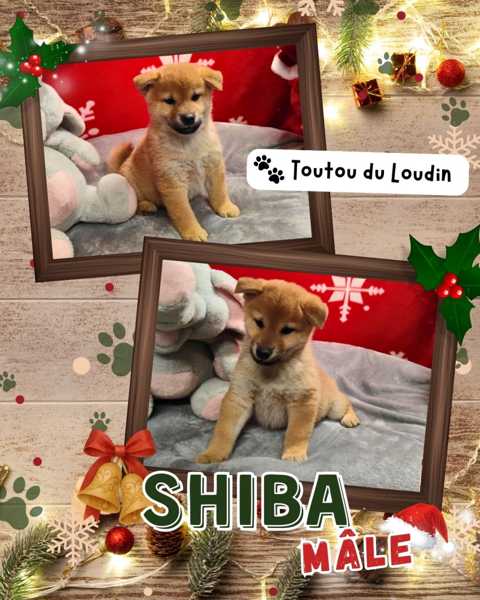 Chiot shiba inu mâle 650 18140 Prcy
