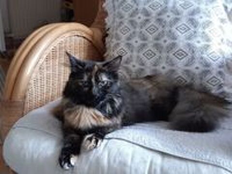   Nala, 1 an et demi, cherche un bon foyer  