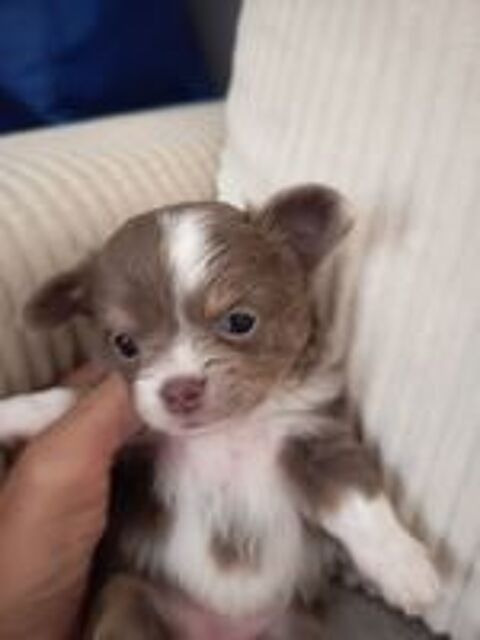   ADORABLES CHIHUAHUAS à€ POIL LONG ET  COURT Mà€LE Et FEMELLE 