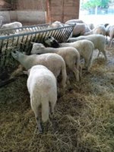   Agneaux d'herbe bio. 
