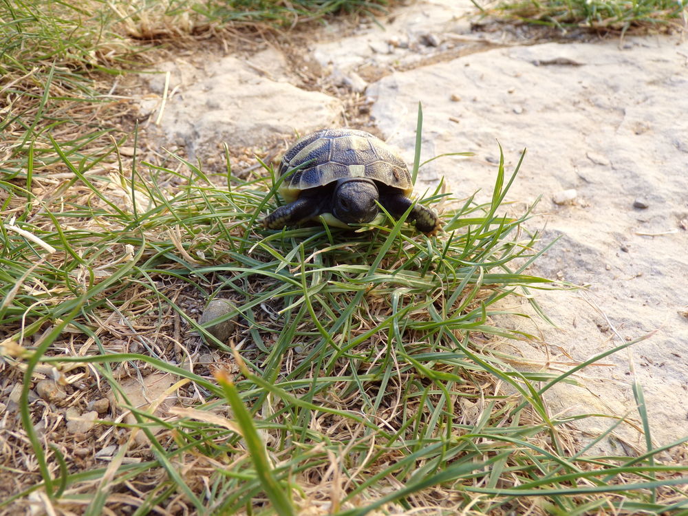   Tortues de terre 