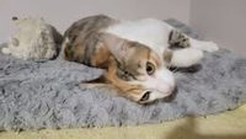   Chat FRIMOUSSE à l adoption 
