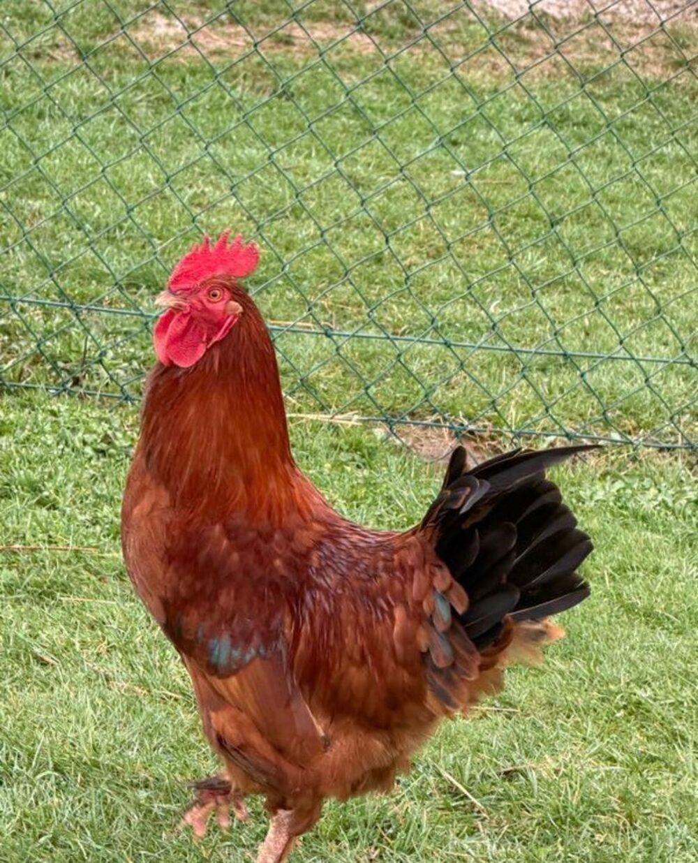 grand coq Jardin