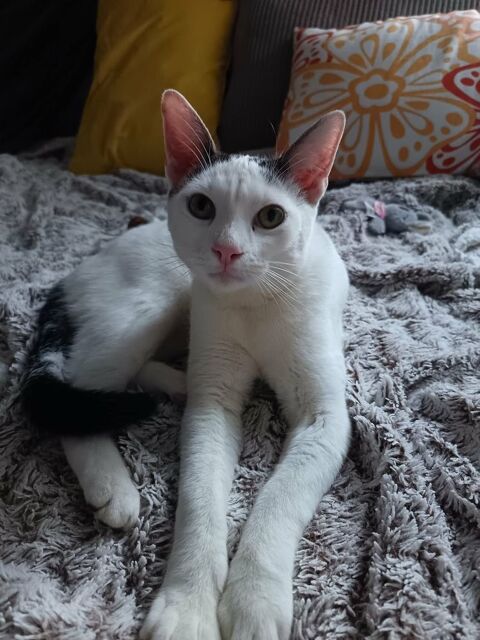 ARSENE 200 35170 Bruz