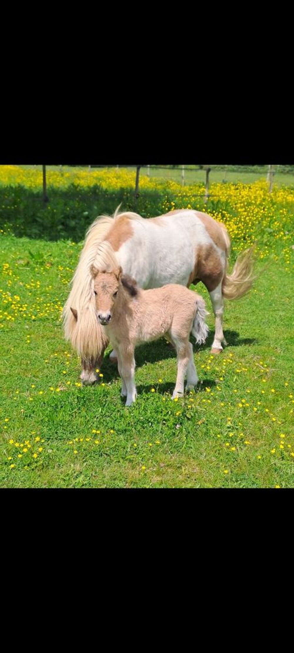  tr�s belle ponette shetland n�e en mai 2025. 