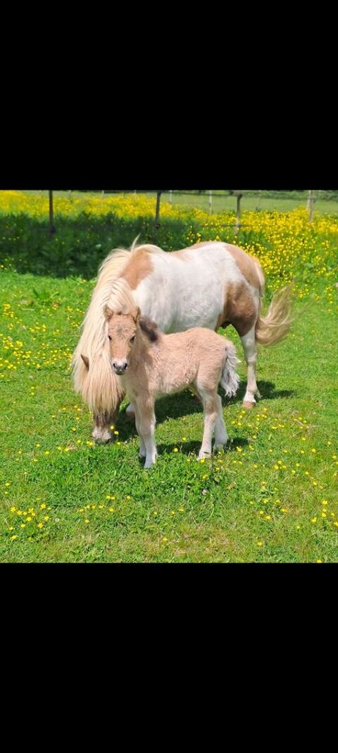 tr&egrave;s belle ponette shetland n&eacute;e en mai 2025. 1200 72200 La fl�che