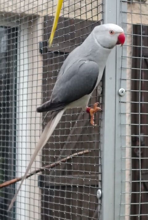 Perruche &agrave; collier 350 33000 Bordeaux