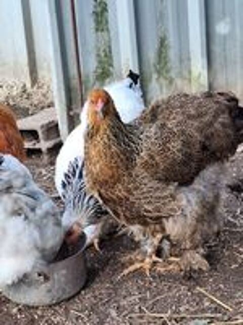   Poule brahma  