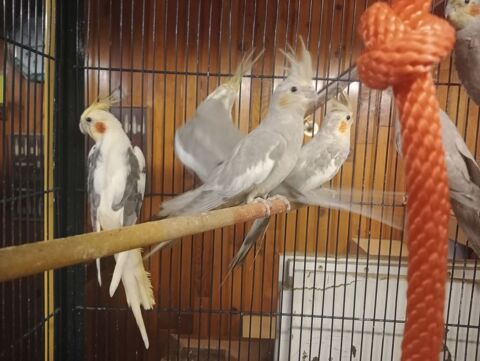 3 oiseaux calopsitte 60 57540 Petite-rosselle