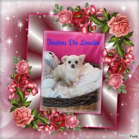 Chiot Chihuahua poils longs femelle 680 18140 Prcy