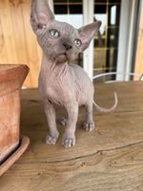   5 magnifiques chatons SPHYNX  