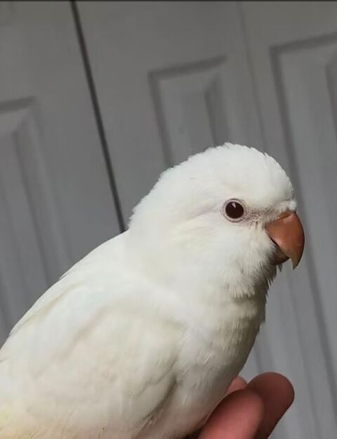 Conure souris &eacute;lev&eacute;e &agrave; la main 250 66740 Villelongue-dels-monts