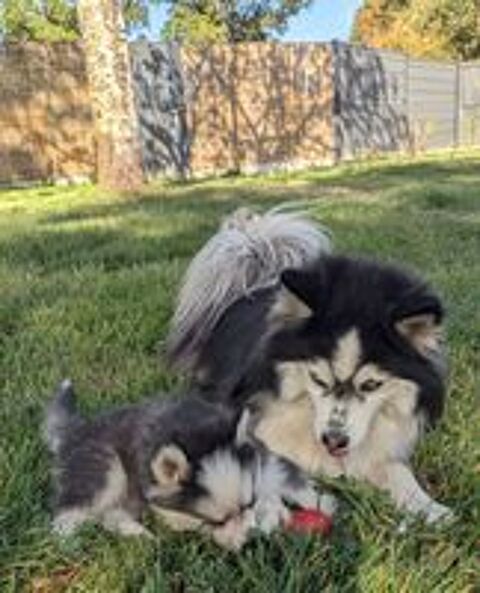   Chiots Pomsky F4 fleur de lys 
