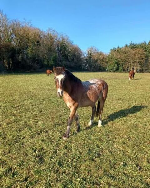 Akhenaton cherche sa famille pour la vie 400 35190 La chapelle-aux-filtzm�ens