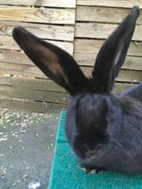   Lapine Géante  
