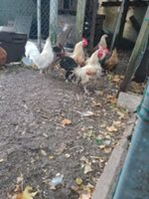   Coq nain  