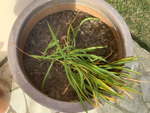 Pot gr�s violet jardin Saint-Hilaire-de-Riez (85)