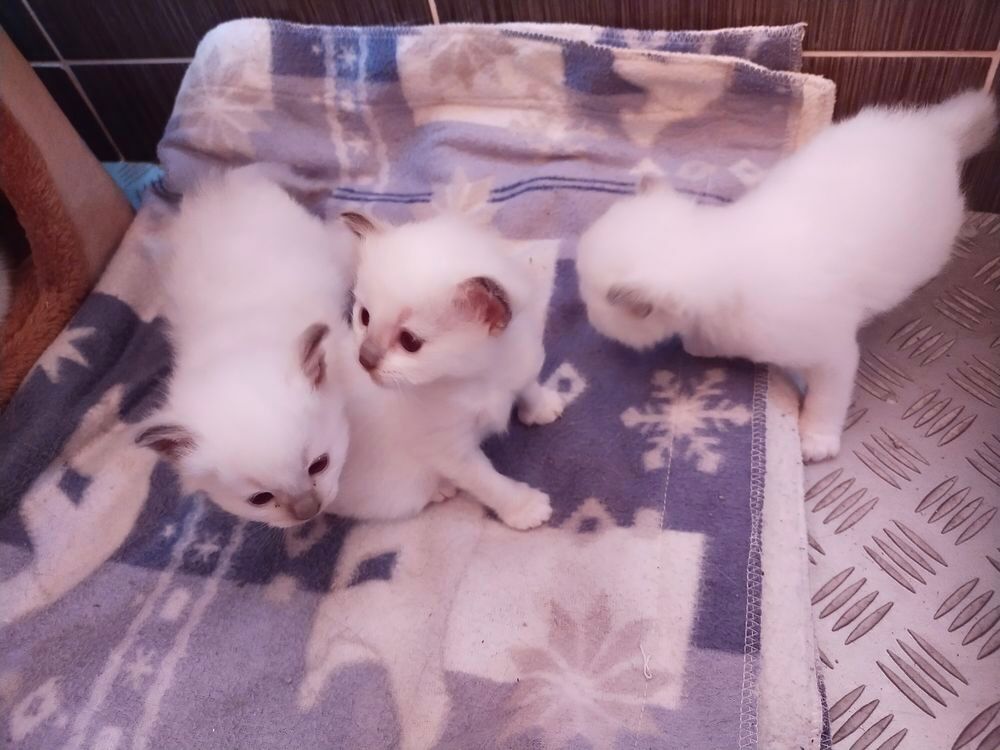   Chatons Sacré de Birmanie LOOF a réserver 