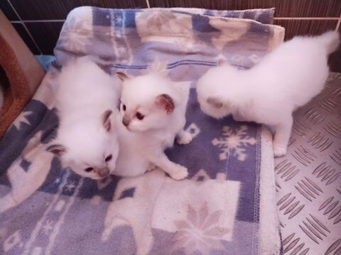 Chatons Sacr&eacute; de Birmanie LOOF a r&eacute;server 1200 72600 Mamers