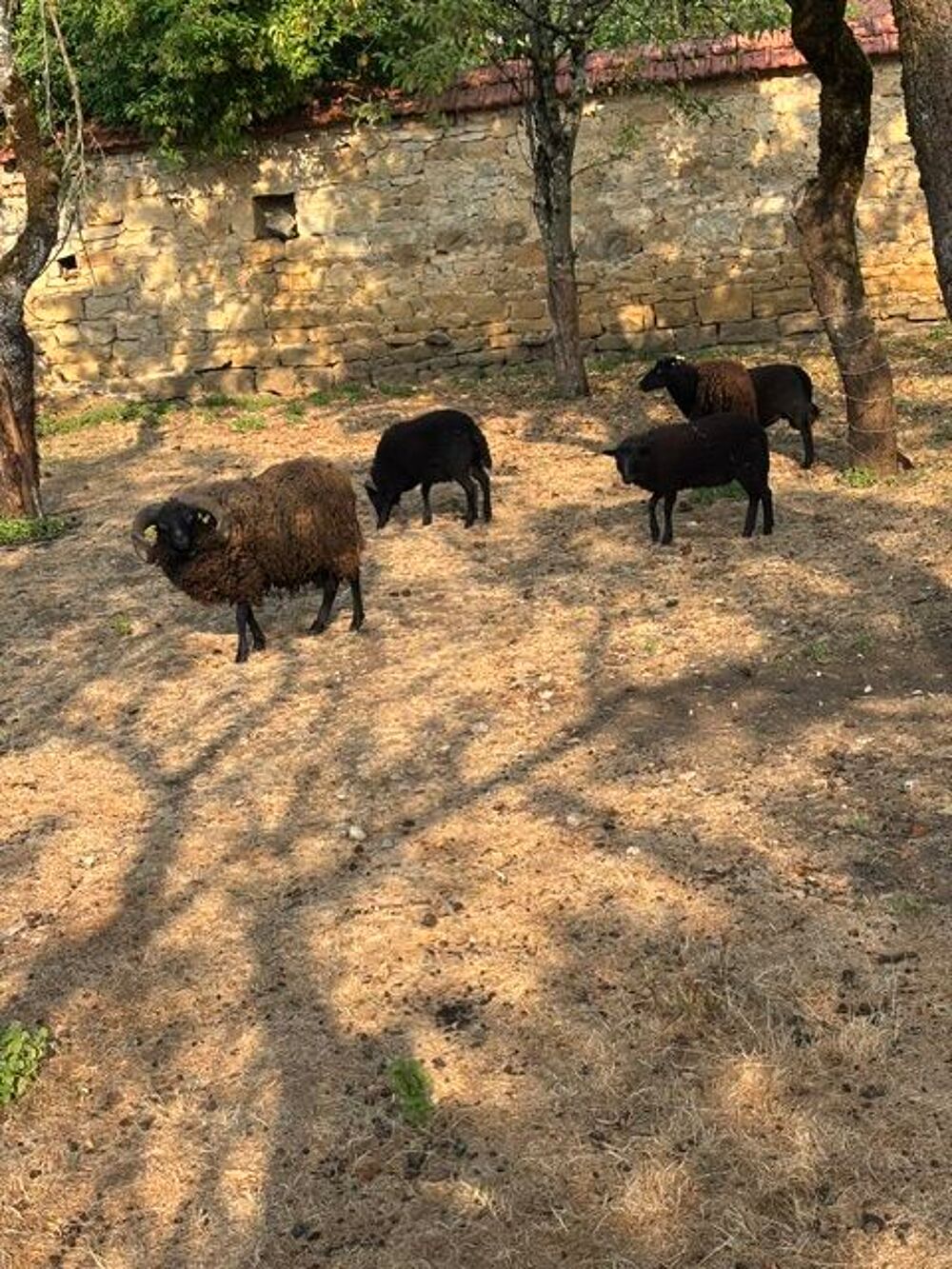   Moutons d'Ouessant . 