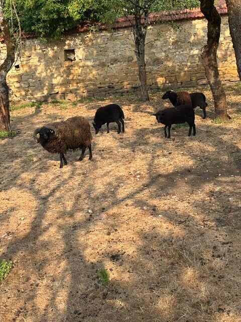 Moutons d'Ouessant . 200 
