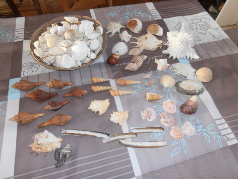 Coquillages 1 Rethel (08)