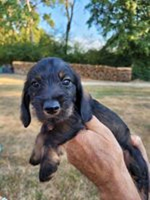   CHIOTS TYPE TECKEL POIL DUR 
