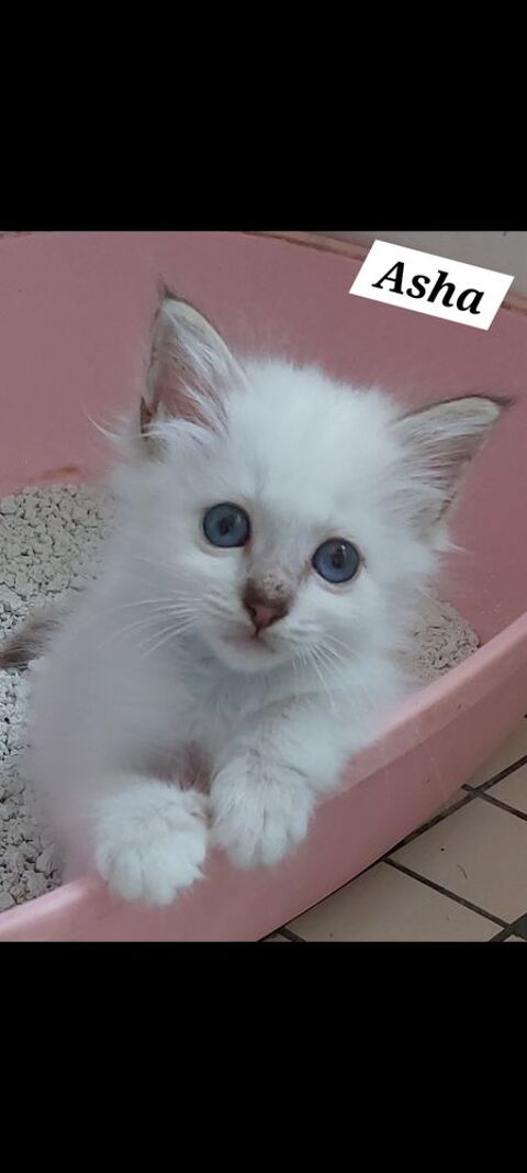 Chatons sacrés de birmanie et Main coons 550 12100 Millau