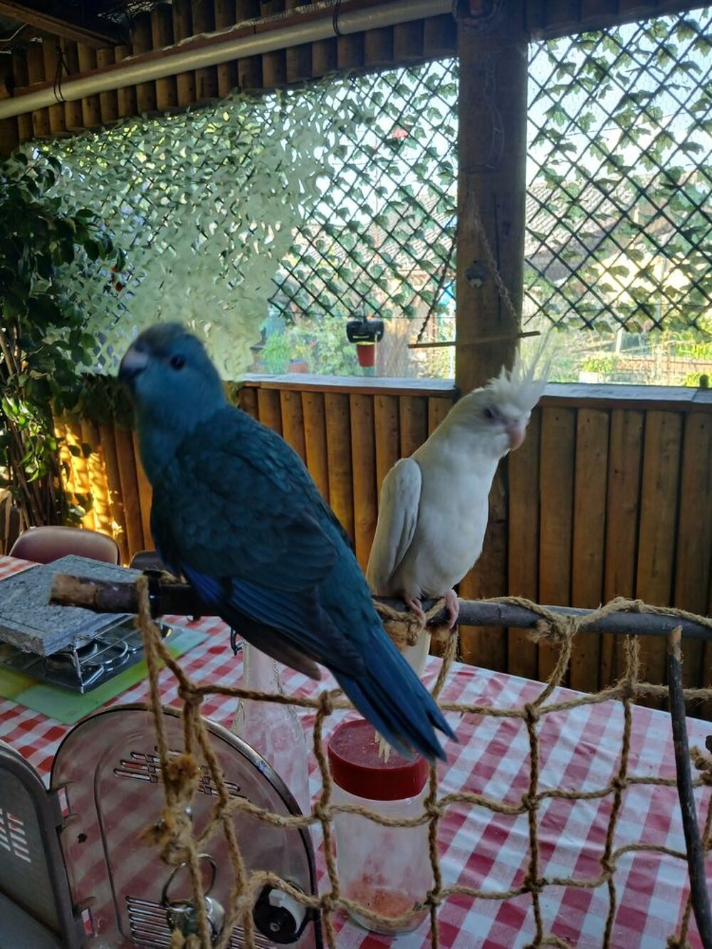   Kakariki femelle bleu eam 