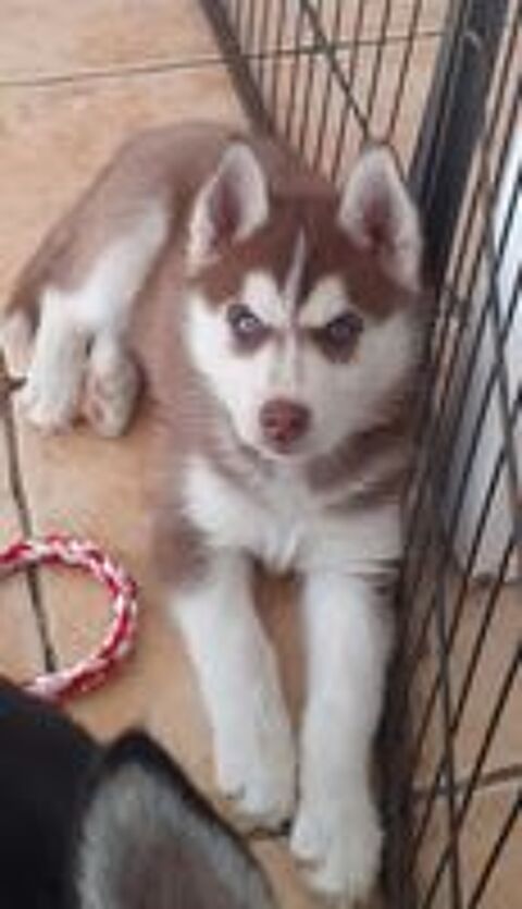   HUSKY FEMELLE LOF CHOCOLAT 