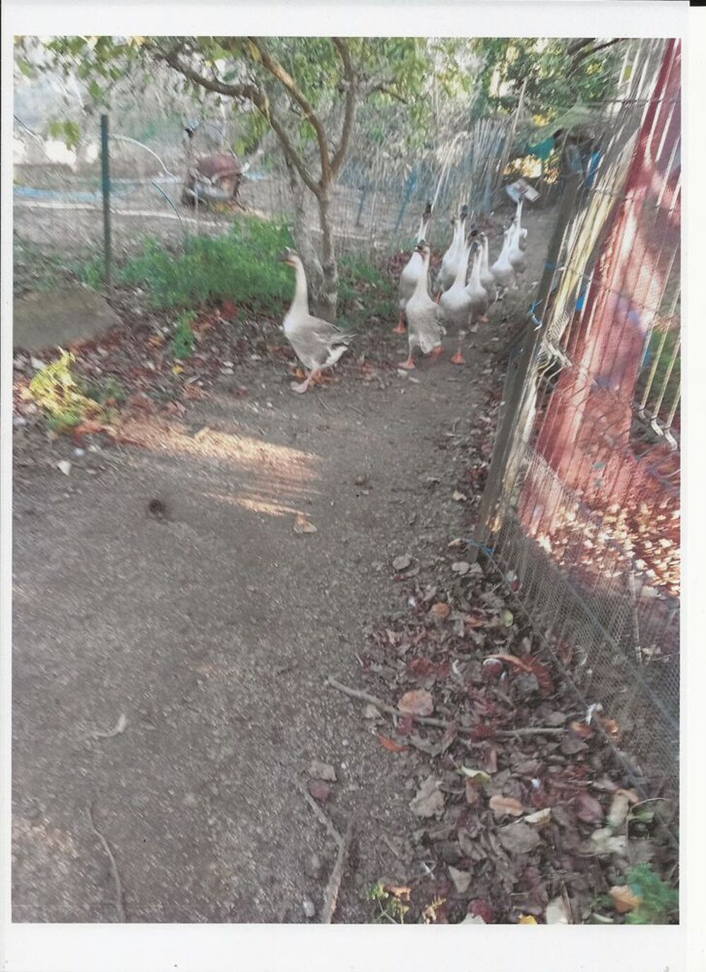   oies de guinee males et femelles pretes à pondre.
35 euros  
