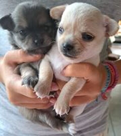   Chihuahua  