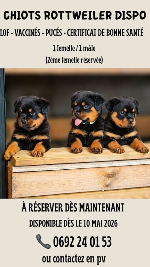 chiots : 1 m&acirc;le et 1 femelle 1350 97441 Sainte-suzanne