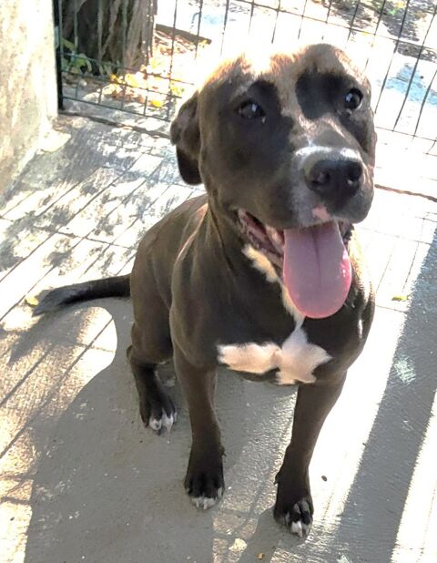 AMANDINE, type dogue allemand, 1 an 200 34500 Bziers