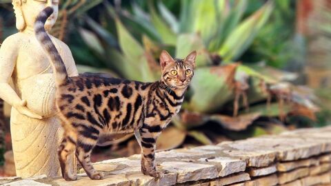 Chatons Serial Bengal 1250 84120 Pertuis