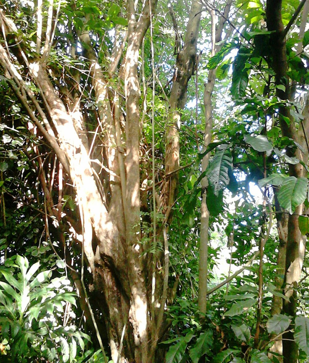 &Eacute;lagage gliricidias Jardin