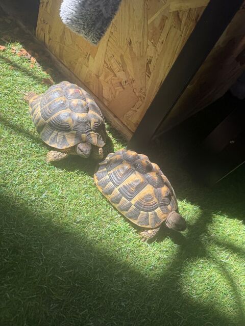 Couple adulte 500 95400 Villiers-le-bel