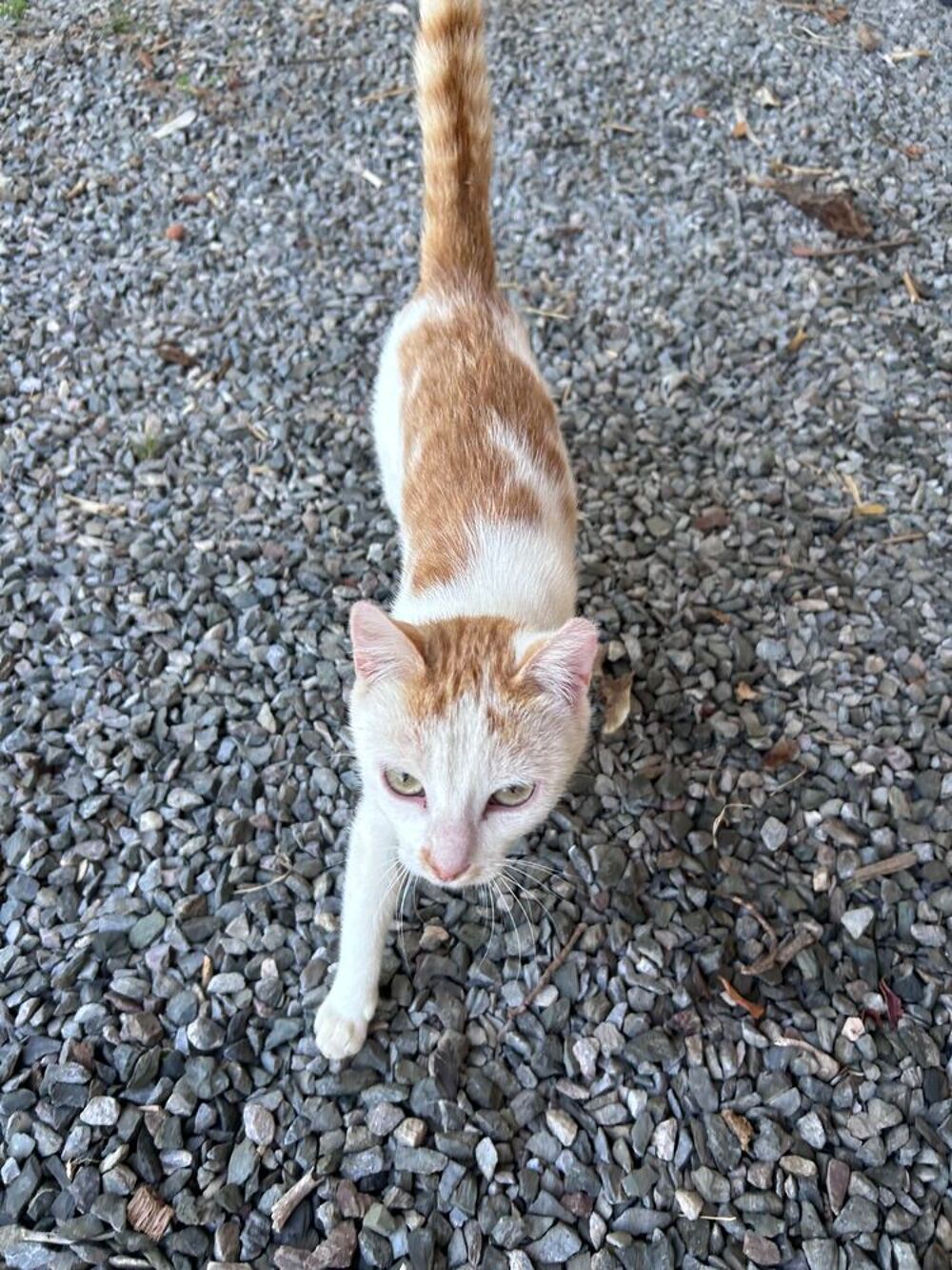   Chatte 