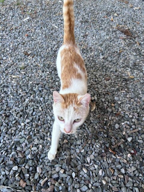Chatte 0 53500 Ernée