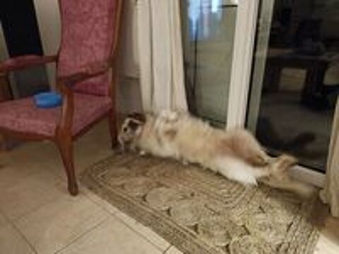   Donne beau Setter-Anglais .  