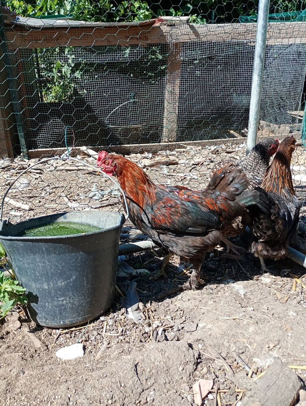   poulets divers 