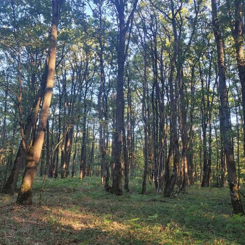 T�TES DE CH�NES � FAIRE 15 Lussac-les-Ch�teaux (86)