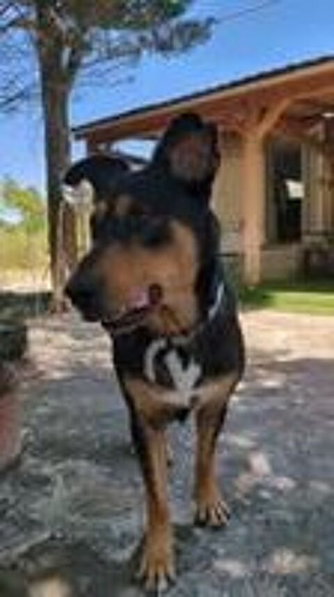   Chien LUNA à l adoption 