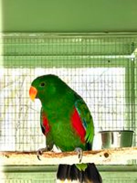   Mâle perroquet Eclectus 