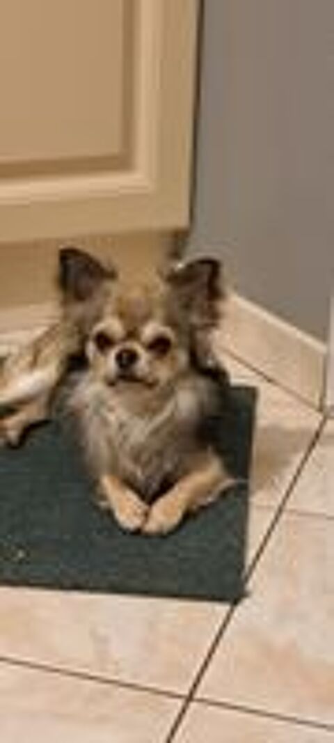   Chihuahua Male cherche Chihuahua Femelle 