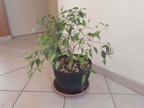 Ficus en pot gris anthracite, 15 euros
15 Saint-Just (35)