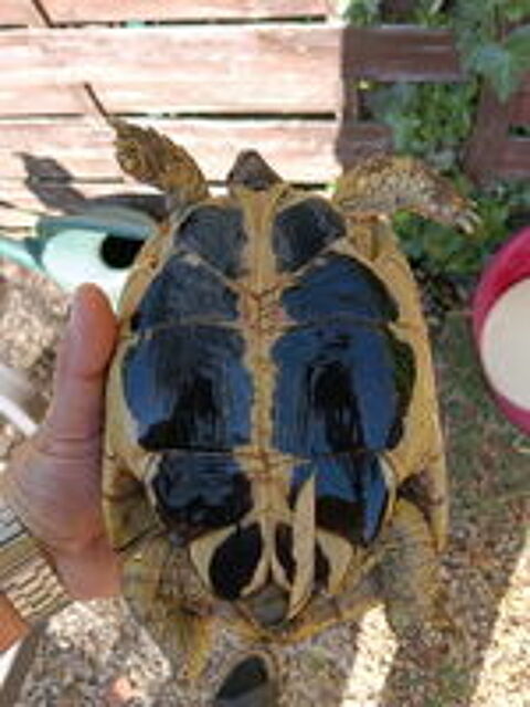   Magnifique tortue femelle de 15 ans 