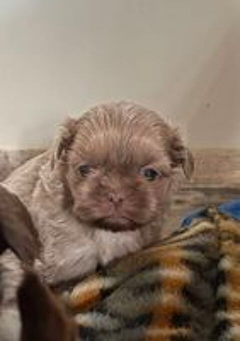   chiots shih tzu non LOF 