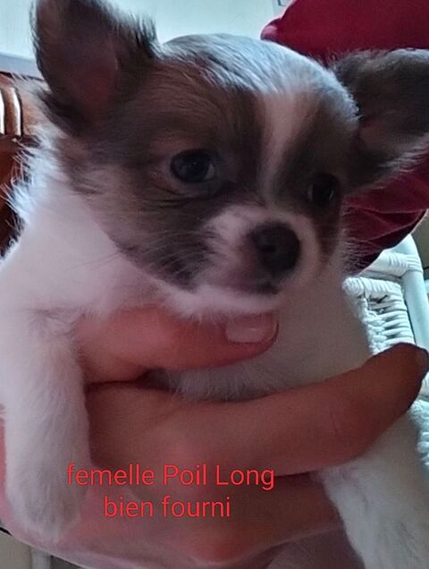 4 chiots type chihuahua Poil long 950 56490 Mohon