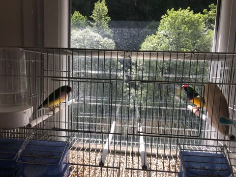 Diamants de Gould/couples 80 65100 Lourdes